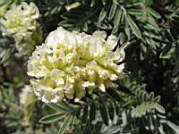 Anthyllis Barba-Jovis (fam. Papilionacees)(rg mediterraneennes) (03) (Photo F. Mrugala)